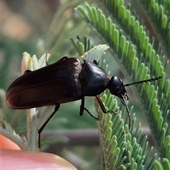 Trigonodera sp. (genus) (Wedge-shaped beetle) at Captains Flat, NSW - 12 Jan 2025 by clarehoneydove
