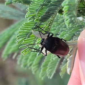 Trigonodera sp. (genus) at Captains Flat, NSW - 12 Jan 2025 04:25 PM