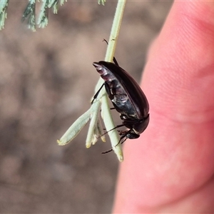 Trigonodera sp. (genus) at Captains Flat, NSW - 12 Jan 2025 04:25 PM