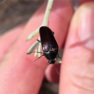 Trigonodera sp. (genus) at Captains Flat, NSW - 12 Jan 2025 04:25 PM