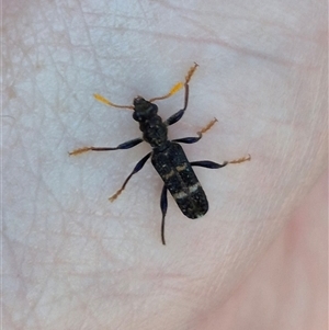 Scrobiger splendidus (Clerid beetle) at Bungendore, NSW by clarehoneydove