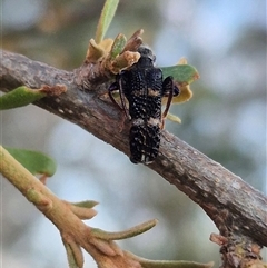 Scrobiger splendidus at Bungendore, NSW - suppressed