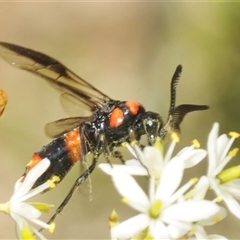 Pterygophorus cinctus (Bottlebrush sawfly) at Yarralumla, ACT - 11 Jan 2025 by Harrisi