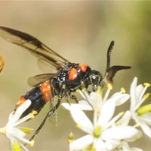 Pterygophorus cinctus at Yarralumla, ACT - 11 Jan 2025