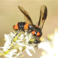 Pterygophorus cinctus at Yarralumla, ACT - 11 Jan 2025 12:04 PM