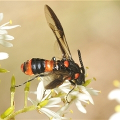 Pterygophorus cinctus at Yarralumla, ACT - 11 Jan 2025