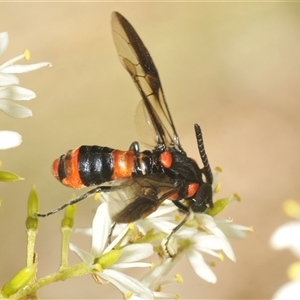 Pterygophorus cinctus at Yarralumla, ACT - 11 Jan 2025