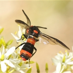 Pterygophorus cinctus at Yarralumla, ACT - 11 Jan 2025