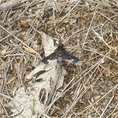 Balaana sp. (genus) (Bee Fly) at Yarralumla, ACT - 11 Jan 2025 by Harrisi