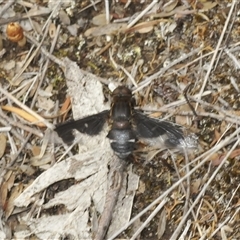 Balaana sp. (genus) at Yarralumla, ACT - 11 Jan 2025 11:33 AM