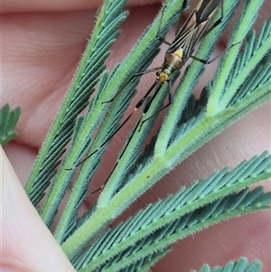 Rayieria acaciae (Acacia-spotting bug) at Bungendore, NSW by clarehoneydove