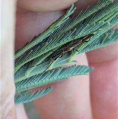 Rayieria acaciae at Bungendore, NSW - suppressed