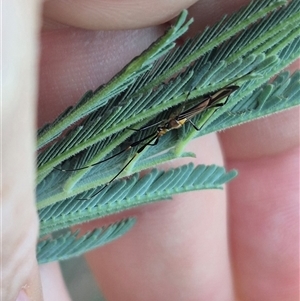 Rayieria acaciae at Bungendore, NSW - suppressed