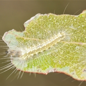 Uraba lugens (Gumleaf Skeletonizer) at Yarralumla, ACT by Harrisi