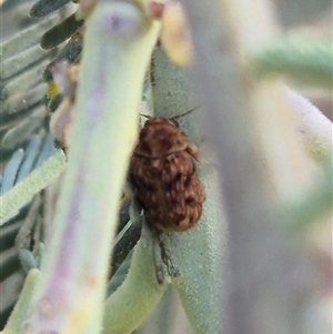 Cadmus sp. (genus) at Bungendore, NSW - suppressed