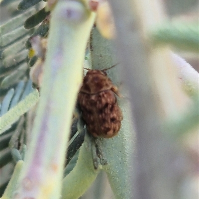 Cadmus sp. (genus) at Bungendore, NSW - 13 Jan 2025 by clarehoneydove