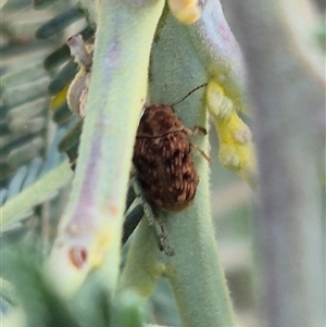 Cadmus sp. (genus) at Bungendore, NSW - suppressed