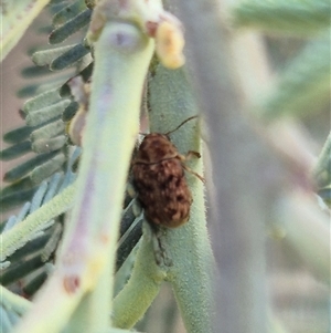 Cadmus sp. (genus) at Bungendore, NSW - suppressed