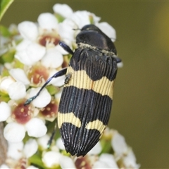 Castiarina bifasciata (Jewel beetle) at Tharwa, ACT - 12 Jan 2025 by Harrisi