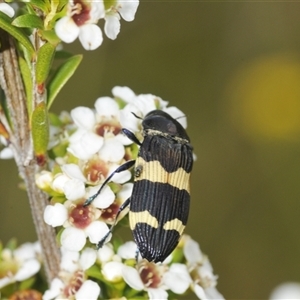 Castiarina bifasciata at Tharwa, ACT - 12 Jan 2025 02:17 PM