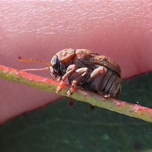 Cadmus pacificus (Cylinder leaf beetle) at Palerang, NSW by clarehoneydove