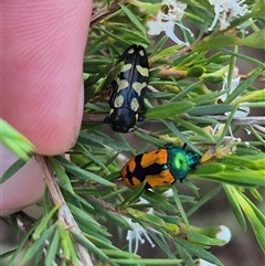 Castiarina octospilota at Bungendore, NSW - 13 Jan 2025 by clarehoneydove