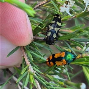 Castiarina octospilota at Bungendore, NSW - suppressed