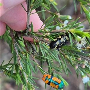 Castiarina octospilota at Bungendore, NSW - suppressed