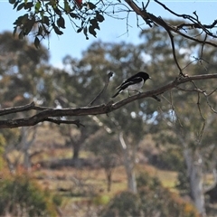 Melanodryas cucullata cucullata (Hooded Robin) at Googong, NSW - 3 Oct 2011 by Untidy