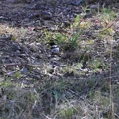 Melanodryas cucullata cucullata at Googong, NSW - suppressed