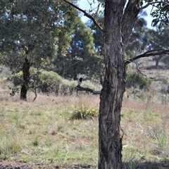 Melanodryas cucullata cucullata at Googong, NSW - suppressed