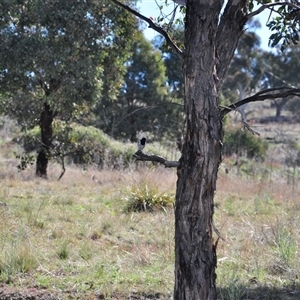 Melanodryas cucullata cucullata at Googong, NSW - suppressed