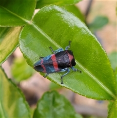 Eurymelops rubrovittata (Red-lined Leaf Hopper) at Scotsdale, WA - 13 Jan 2025 by JCL