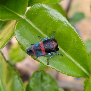 Eurymelops rubrovittata (Red-lined Leaf Hopper) at Scotsdale, WA by JCL