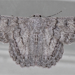 Crypsiphona ocultaria at Higgins, ACT - 26 Jan 2021