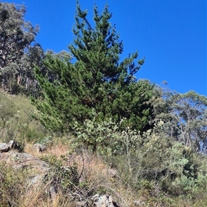 Pinus radiata at Googong, NSW - 13 Jan 2025 09:26 AM