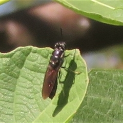 Hermetia illucens (American Soldier Fly) at Flynn, ACT - 13 Jan 2025 by Christine