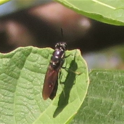 Hermetia illucens (American Soldier Fly) at Flynn, ACT - 13 Jan 2025 by Christine