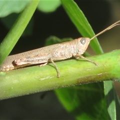 Pardillana limbata at Flynn, ACT - 13 Jan 2025 by Christine