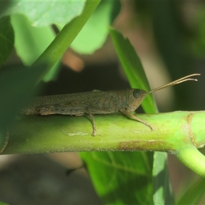 Pardillana limbata at Flynn, ACT - 13 Jan 2025 04:14 PM