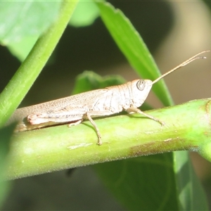 Pardillana limbata at Flynn, ACT - 13 Jan 2025 04:14 PM