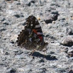 Vanessa kershawi (Australian Painted Lady) at Macnamara, ACT - 13 Jan 2025 by Christine