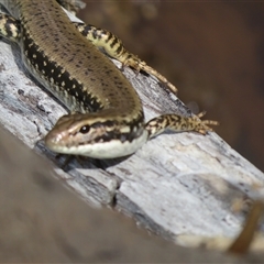 Eulamprus heatwolei (Yellow-bellied Water Skink) at Tharwa, ACT - 11 Jan 2025 by Christine