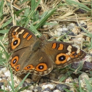 Junonia villida (Meadow Argus) at Tharwa, ACT by Christine