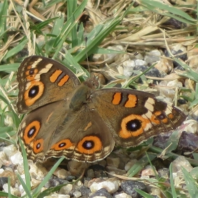 Junonia villida (Meadow Argus) at Tharwa, ACT - 11 Jan 2025 by Christine