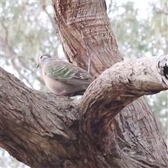 Phaps chalcoptera (Common Bronzewing) at Acton, ACT - 30 Dec 2024 by ConBoekel