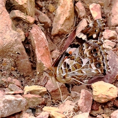 Vanessa kershawi (Australian Painted Lady) at Acton, ACT - 30 Dec 2024 by ConBoekel