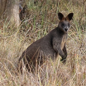 Wallabia bicolor at Bruce, ACT - 30 Dec 2024 08:30 AM