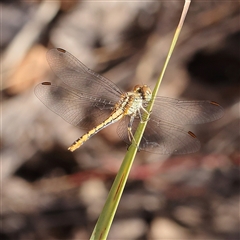 Diplacodes bipunctata (Wandering Percher) at Aranda, ACT - 30 Dec 2024 by ConBoekel