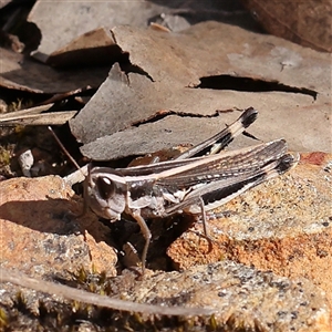 Macrotona australis (Common Macrotona Grasshopper) at Aranda, ACT by ConBoekel